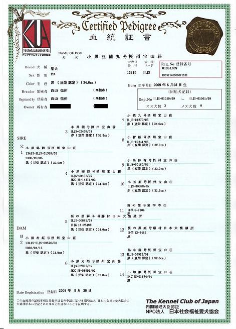 豆柴認定2