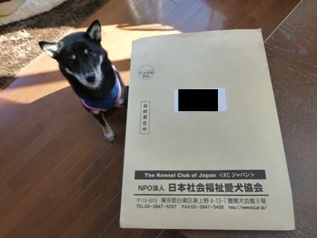 豆柴認定4