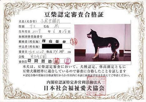 豆柴認定1