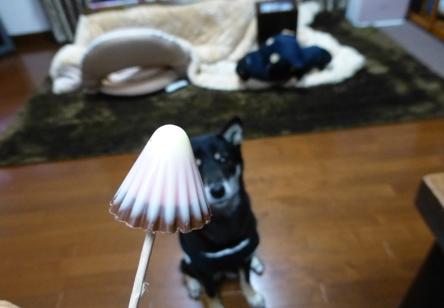 雪アポロ8
