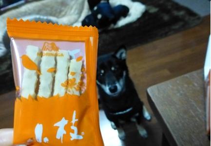 雪アポロ10