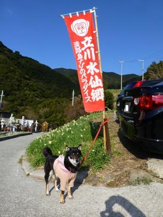 淡路立川水仙郷6