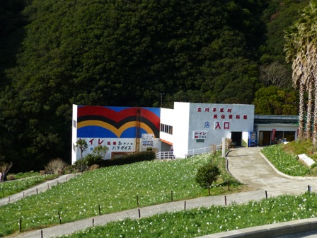 淡路立川水仙郷7