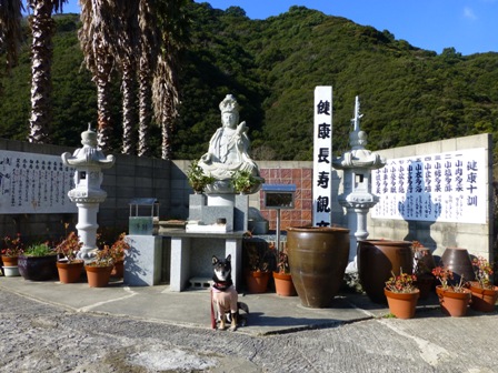 淡路立川水仙郷9