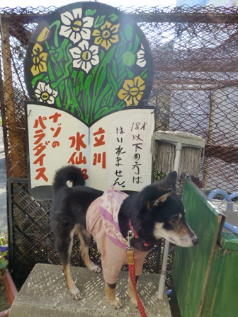 淡路立川水仙郷13