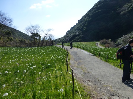 淡路立川水仙郷26