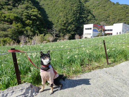 淡路立川水仙郷27