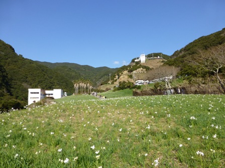 淡路立川水仙郷29