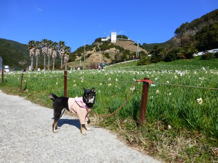 淡路立川水仙郷30
