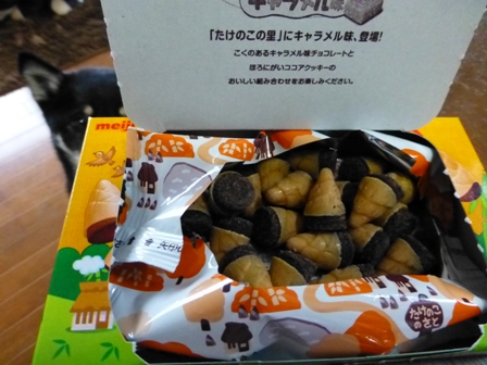 きのこの山たけのこの里9