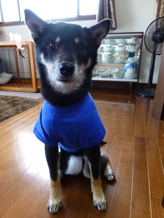 犬屋Tシャツ7