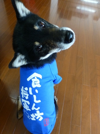 犬屋Tシャツ10