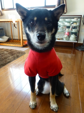 犬屋Tシャツ15