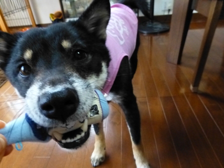 犬屋Tシャツ31