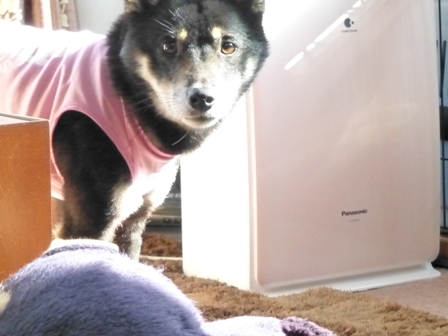 犬屋Tシャツ37