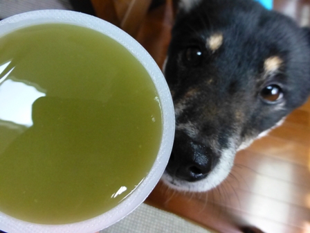 ゼロカロリー水ようかん8