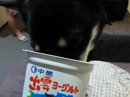 出雲ヨーグルト5