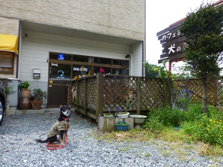 DOG CAFE WILL7