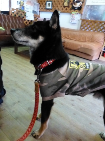 DOG CAFE WILL11