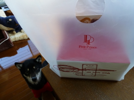 プチプランス15