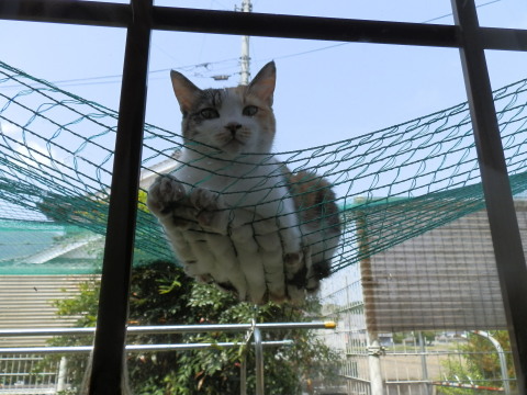 スモモ 窓の外