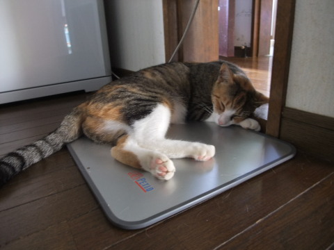 わか