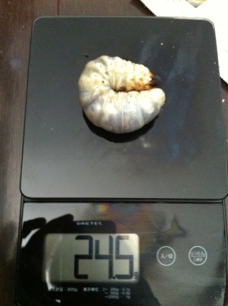 サキシマ24.5g