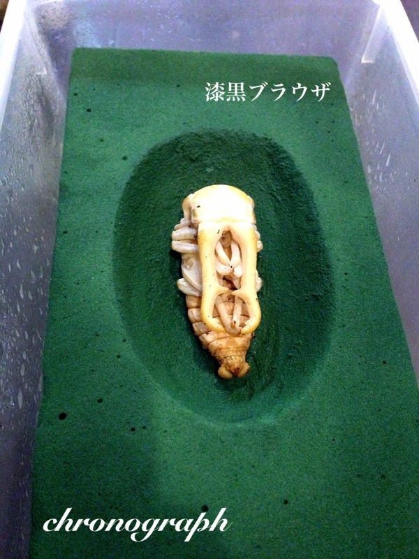 ギラファ蛹