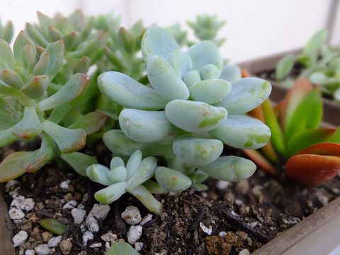 DSCF0266.jpg