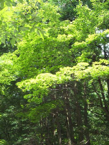 DSCF0445_1.jpg