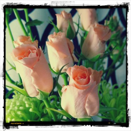 rose_p.jpg