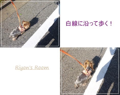 白線①