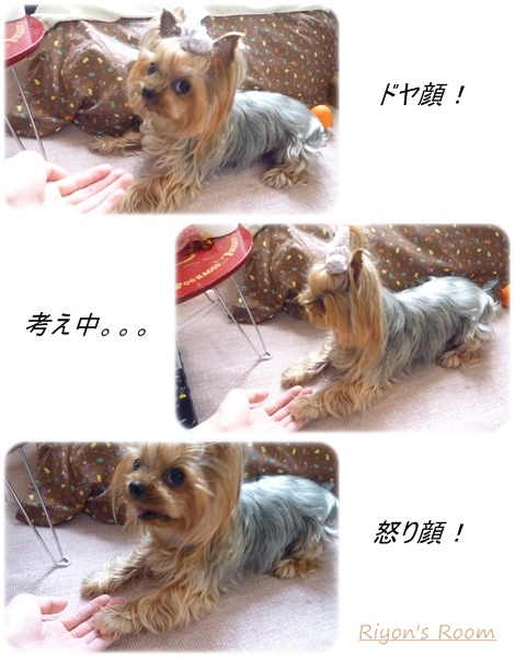 お手③