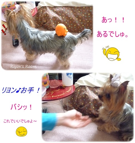 お手①