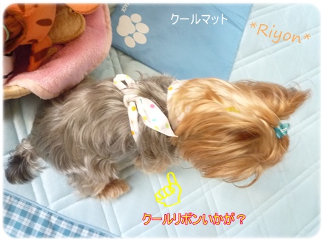 クールリボン③