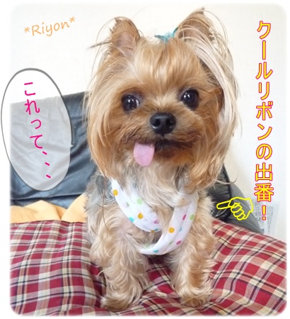 クールリボン②