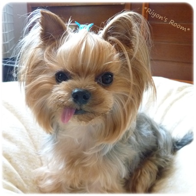 リヨン②