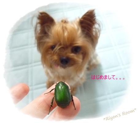 かなぶん②