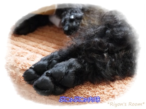 メイの肉球