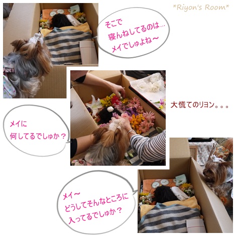 メイメイ②