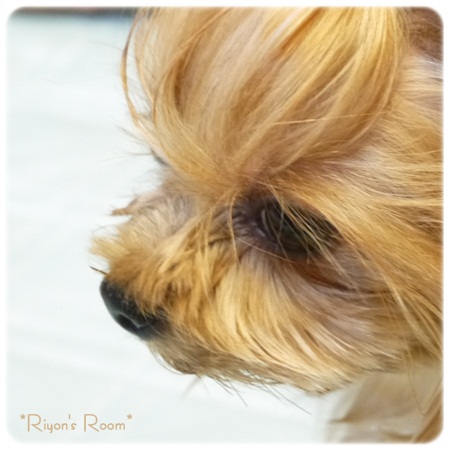 番犬④
