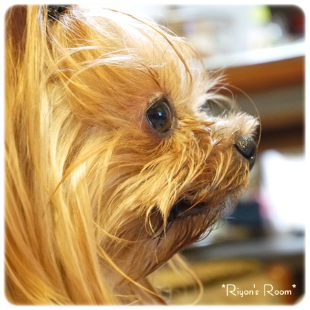 番犬①