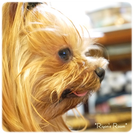 番犬②