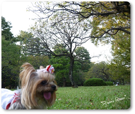 公園散歩⑨
