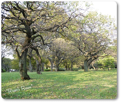 公園散歩⑧
