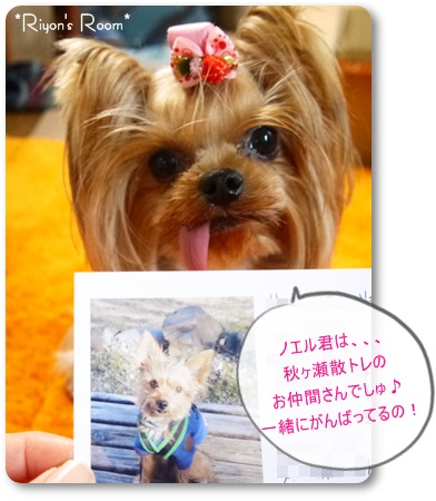 ノエル君③