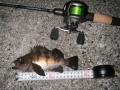 20120505メバル18cm
