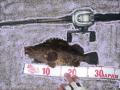 20120609タケノコメバル28cm
