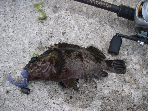 20120729ムラソイ20cm