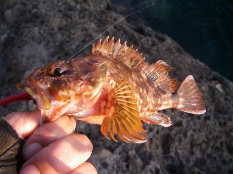 20120825カサゴ21cm
